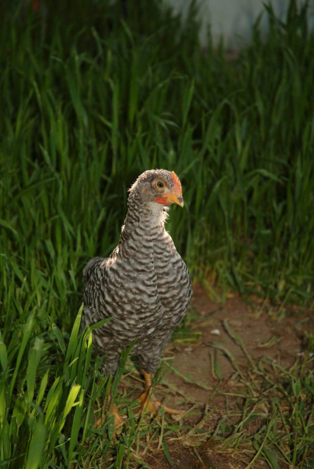 Rocky - 6 week old Barred Plymouth Rock Pullet