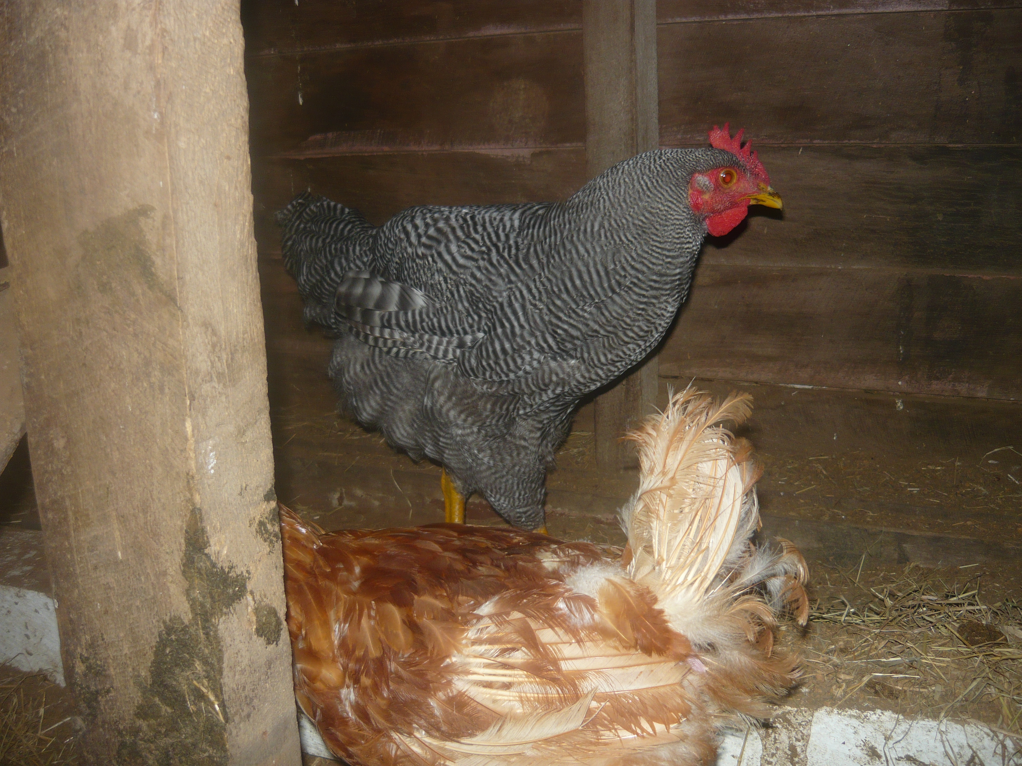 Rocky and Brandy, the hen he instantly connected with and she was the last hen to pass away. Can't believe he was so small when we got him! He's huge now.