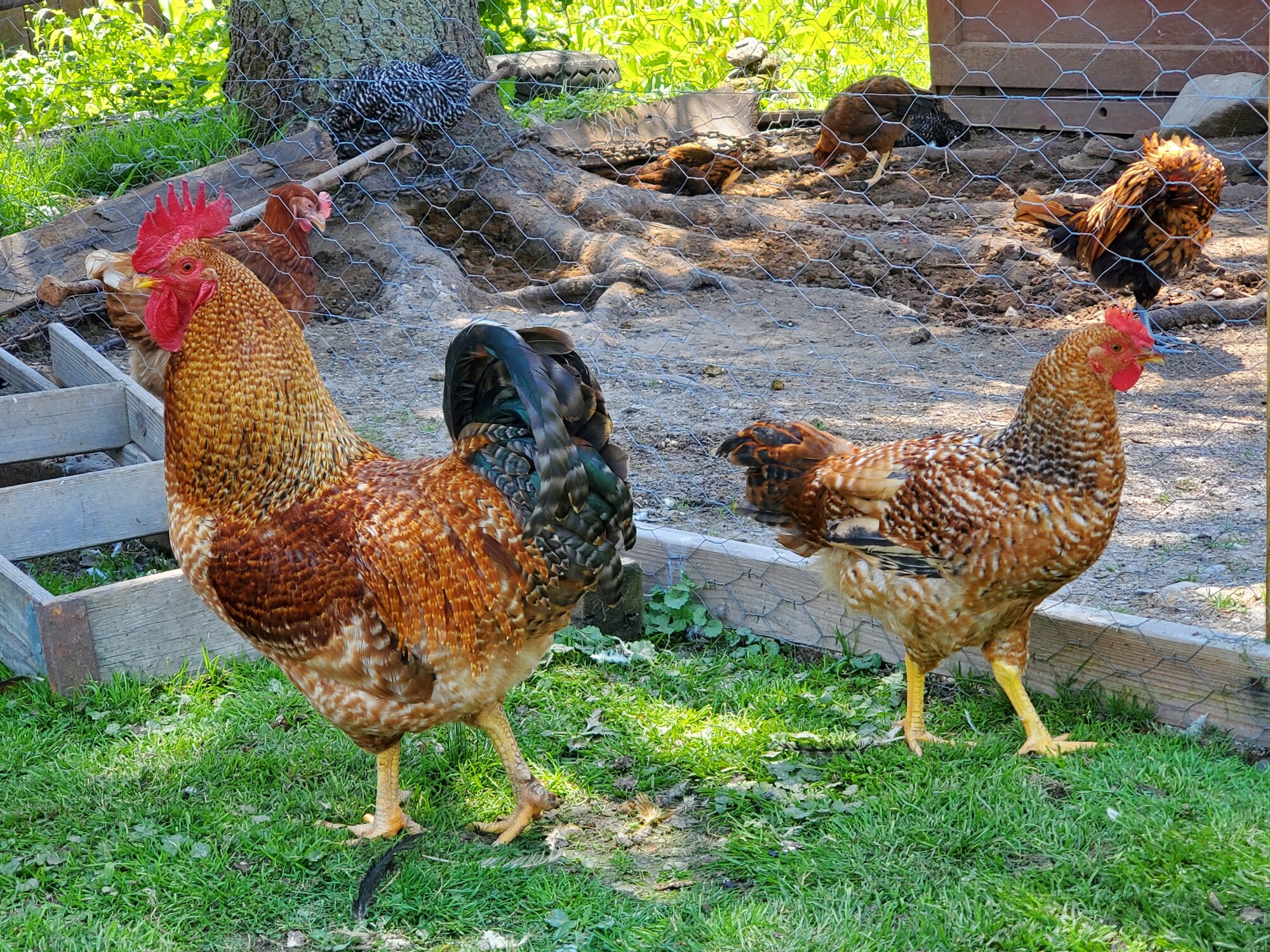 Rocky and his first born son JJ