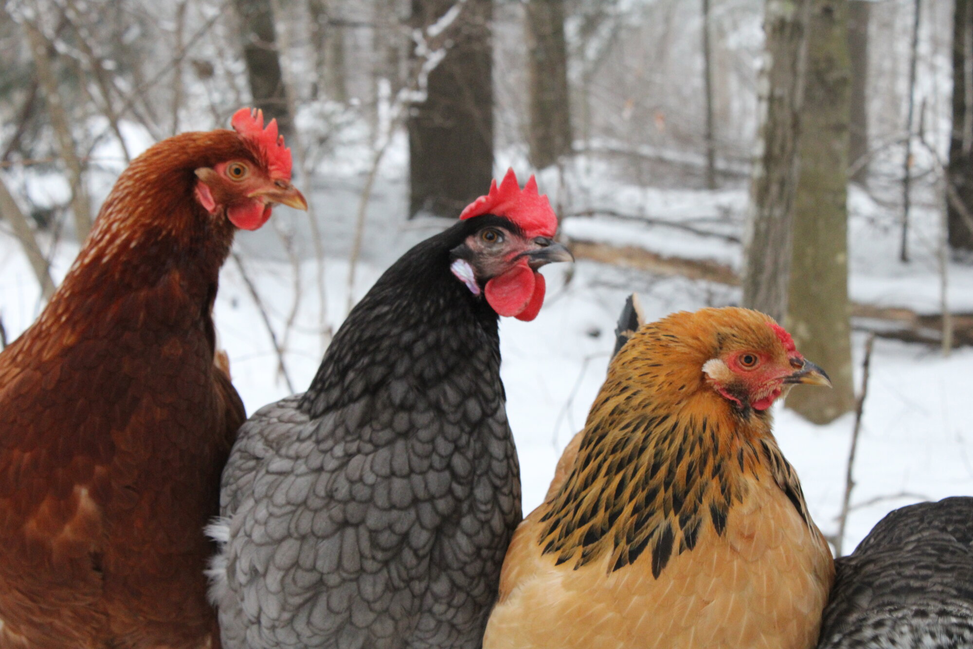 Rocky, Aundria, and Princess