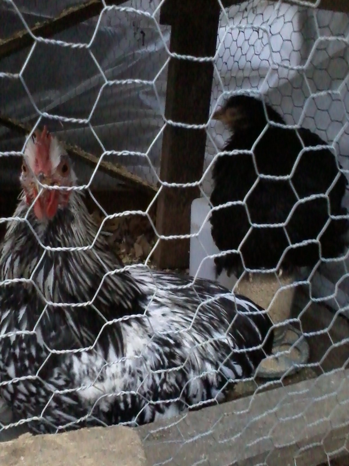 Rocky checking things out.