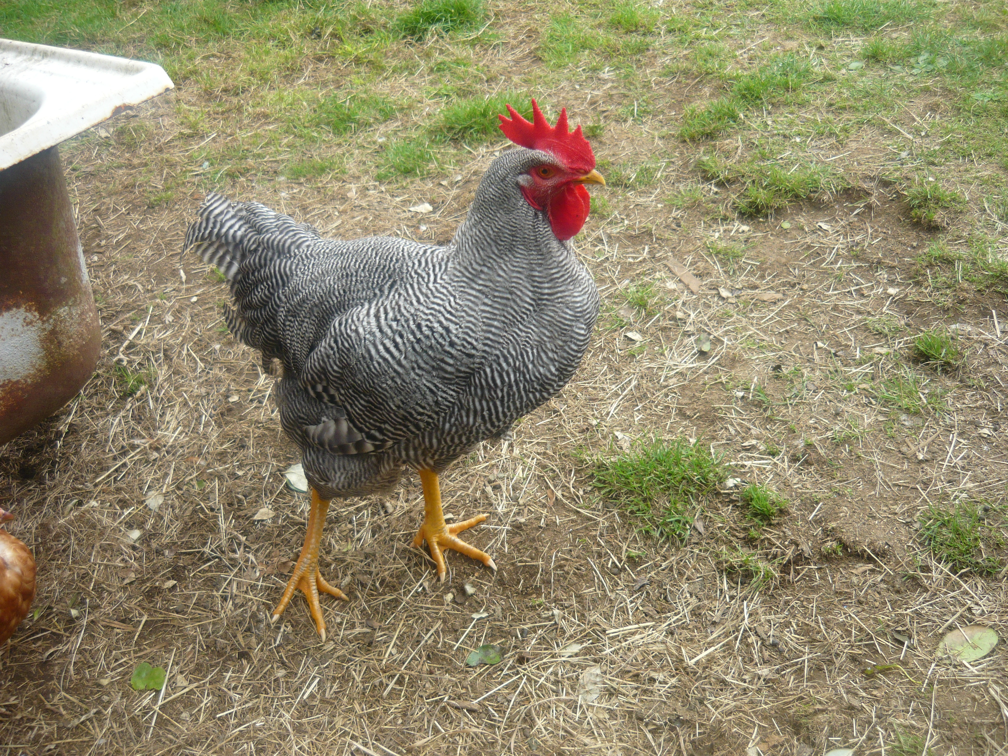 Rocky grown up a little.