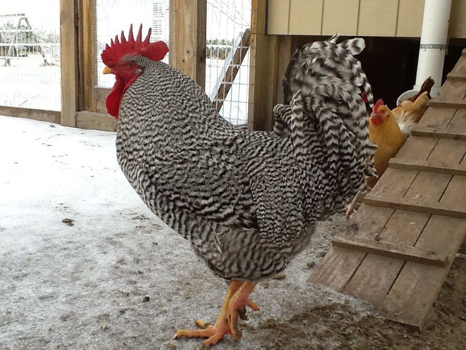 Rocky, our Barred 4 Ockham rooster, poses.  He is tame enough to pet and pick,up.