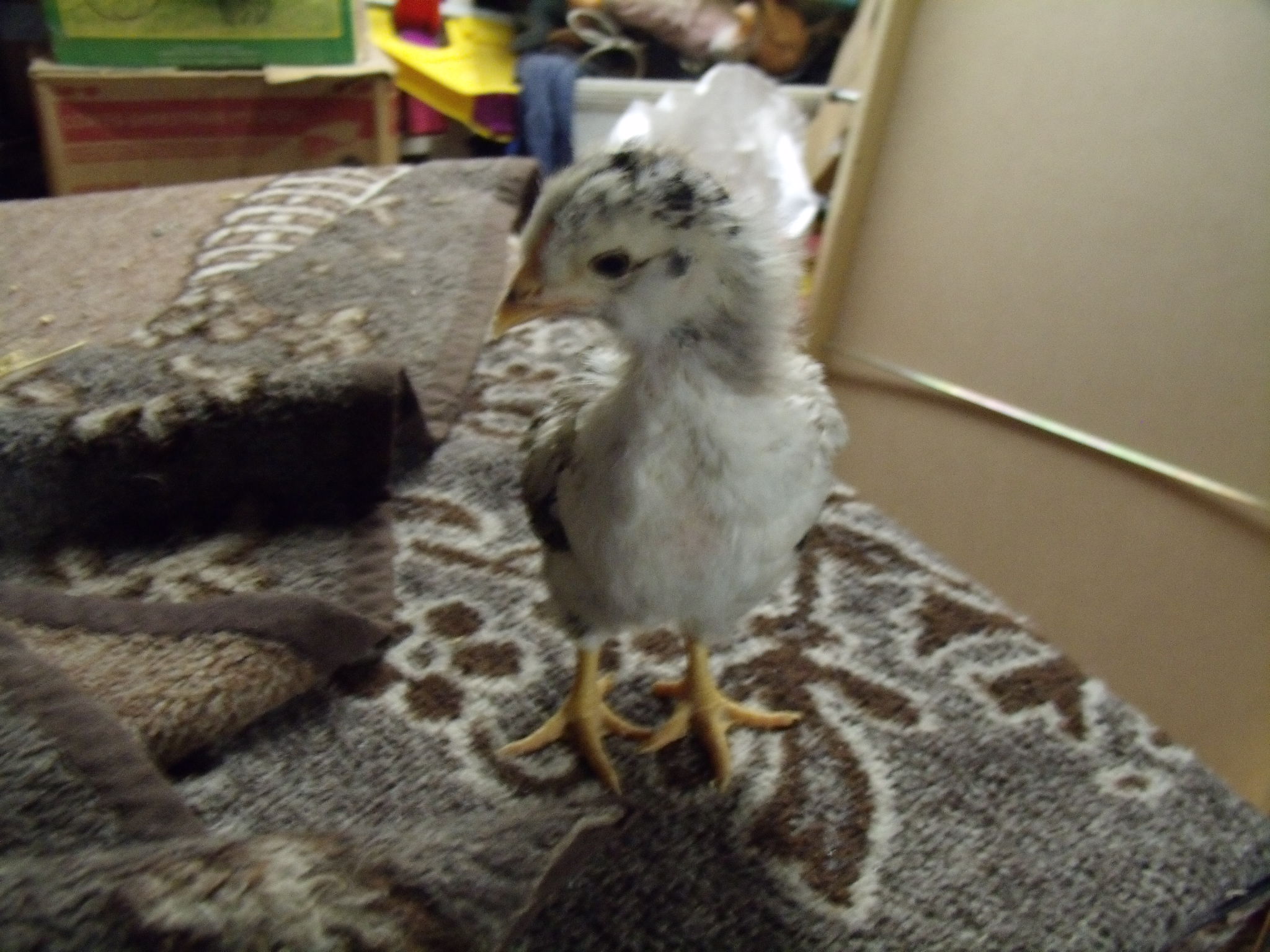 Rocky Road, hatched January 1st 2012
