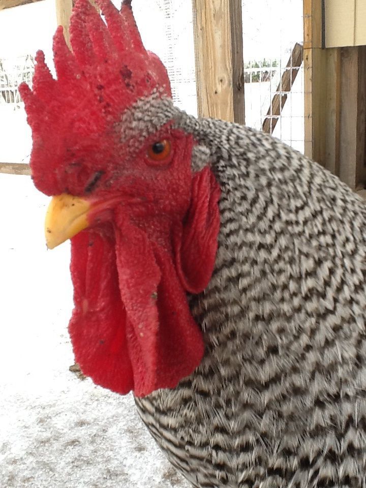 Rocky shows off his waddle.