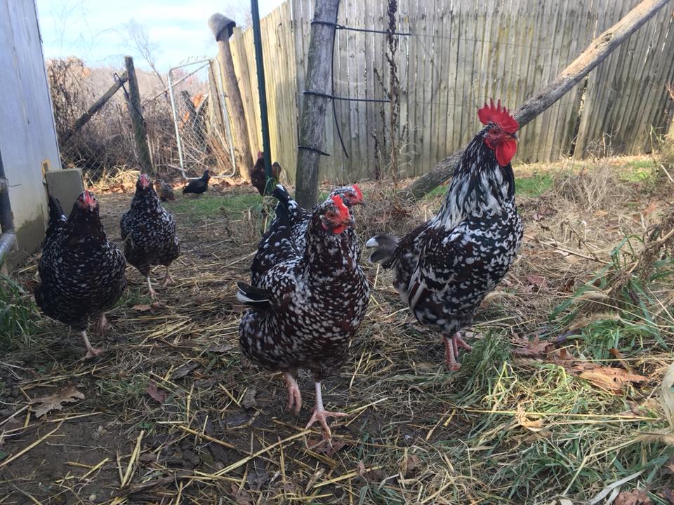 Rocky, speckled sussex rooster