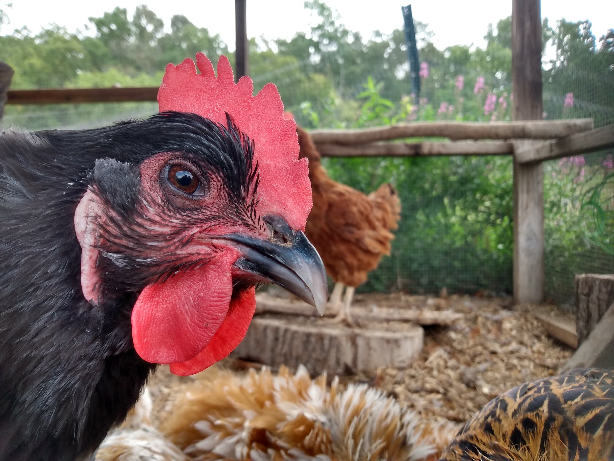 Rocky, the Black Australorp hen