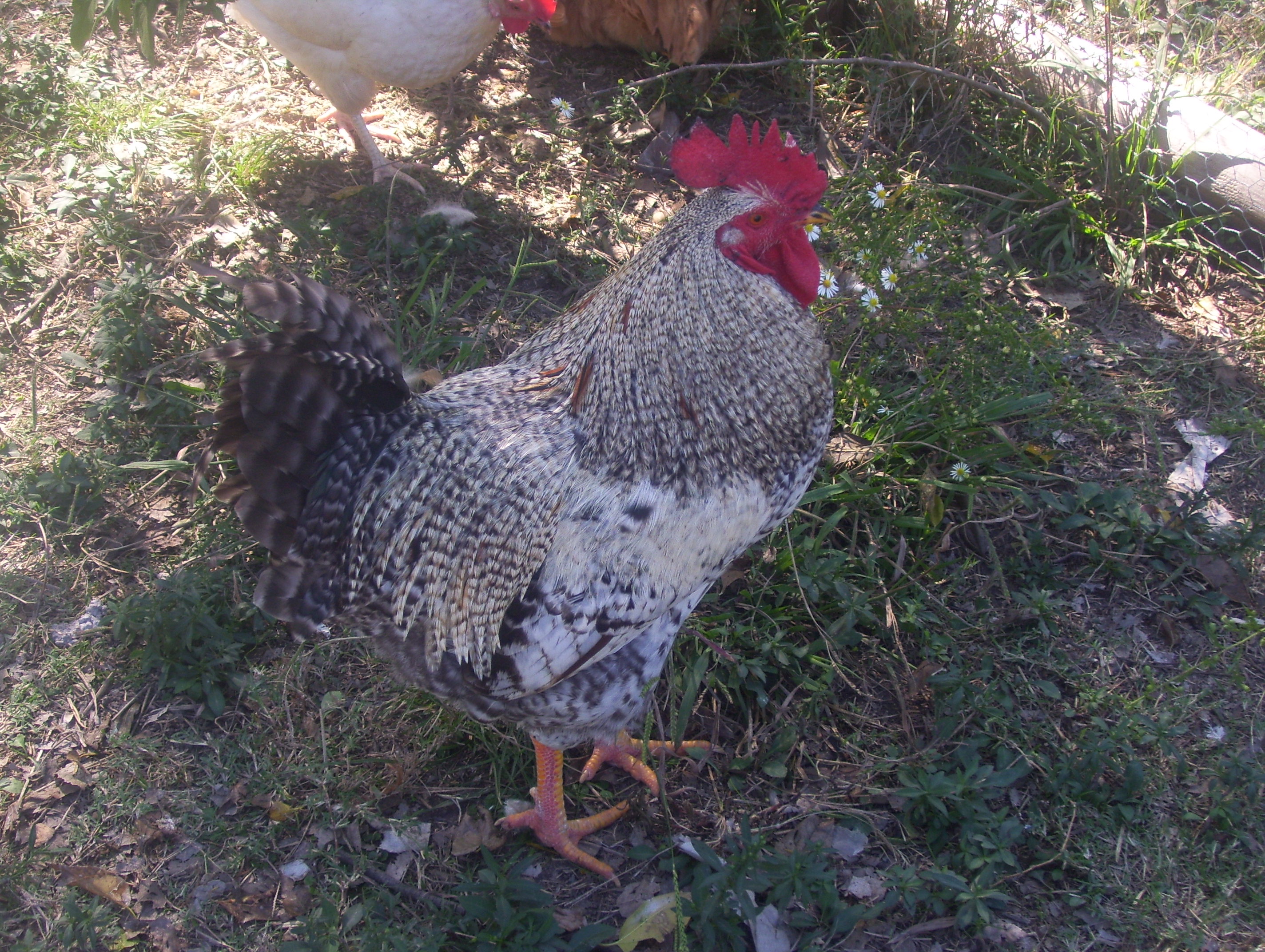 Rocky the rooster