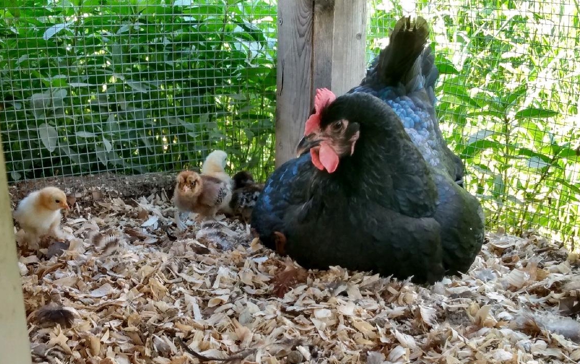 Rocky with her chicks outside