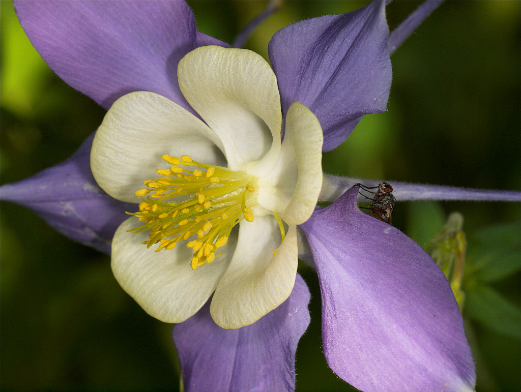 Rocky_mountain_columbine_U5304565_05-30-2020-001.jpg