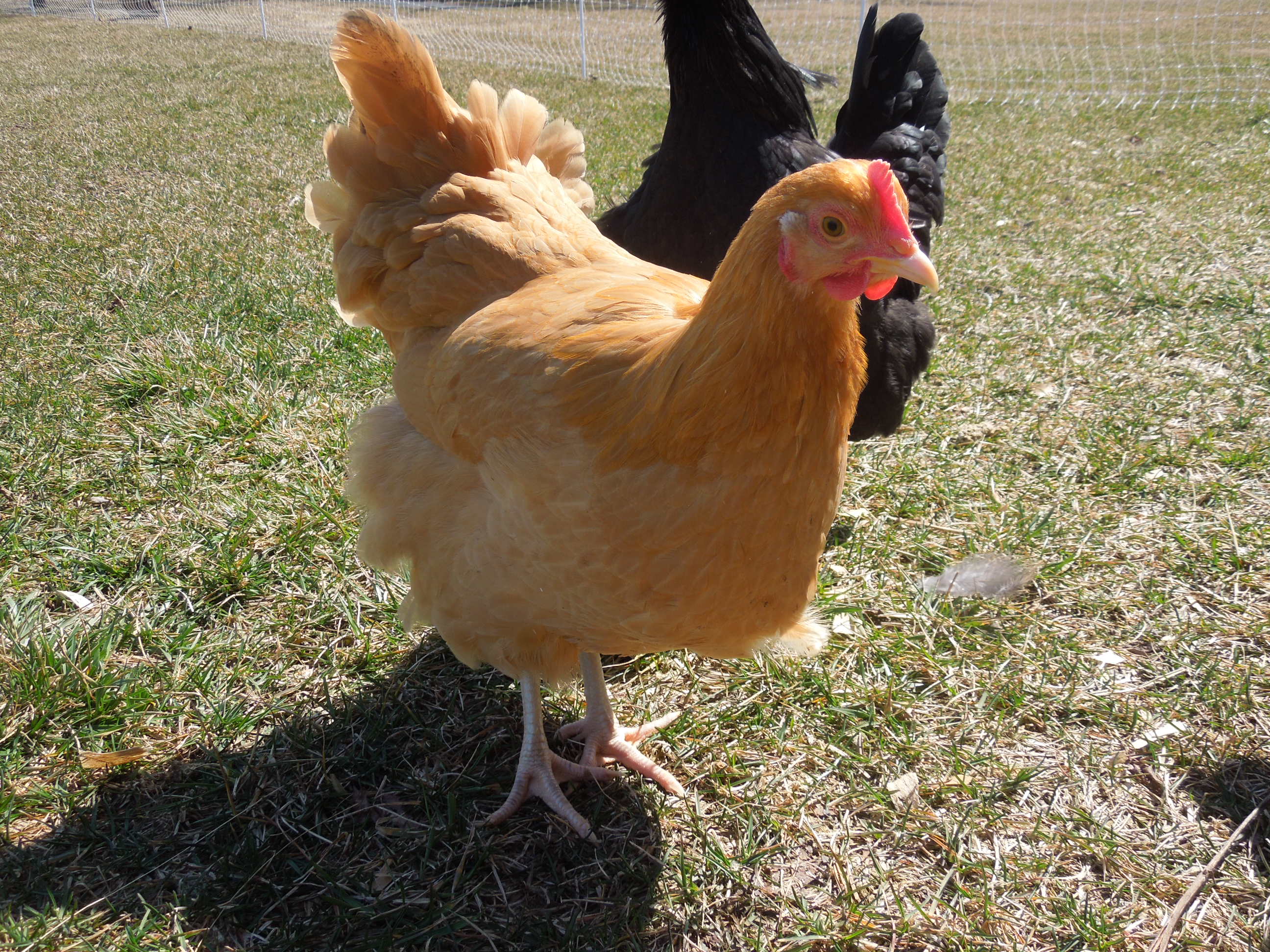 Rodan, a Buff Orpington