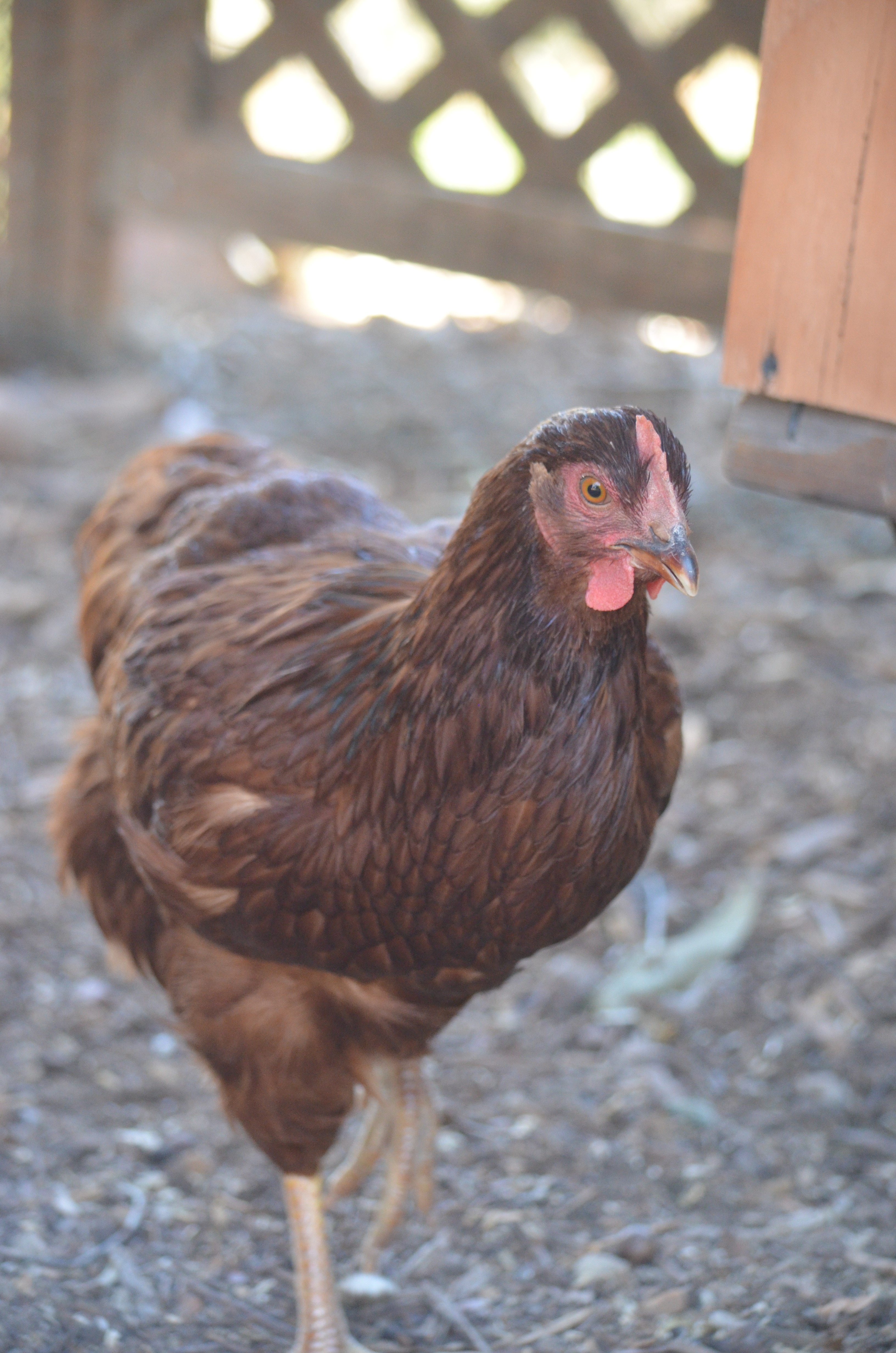 Rode Island Red at 15 weeks