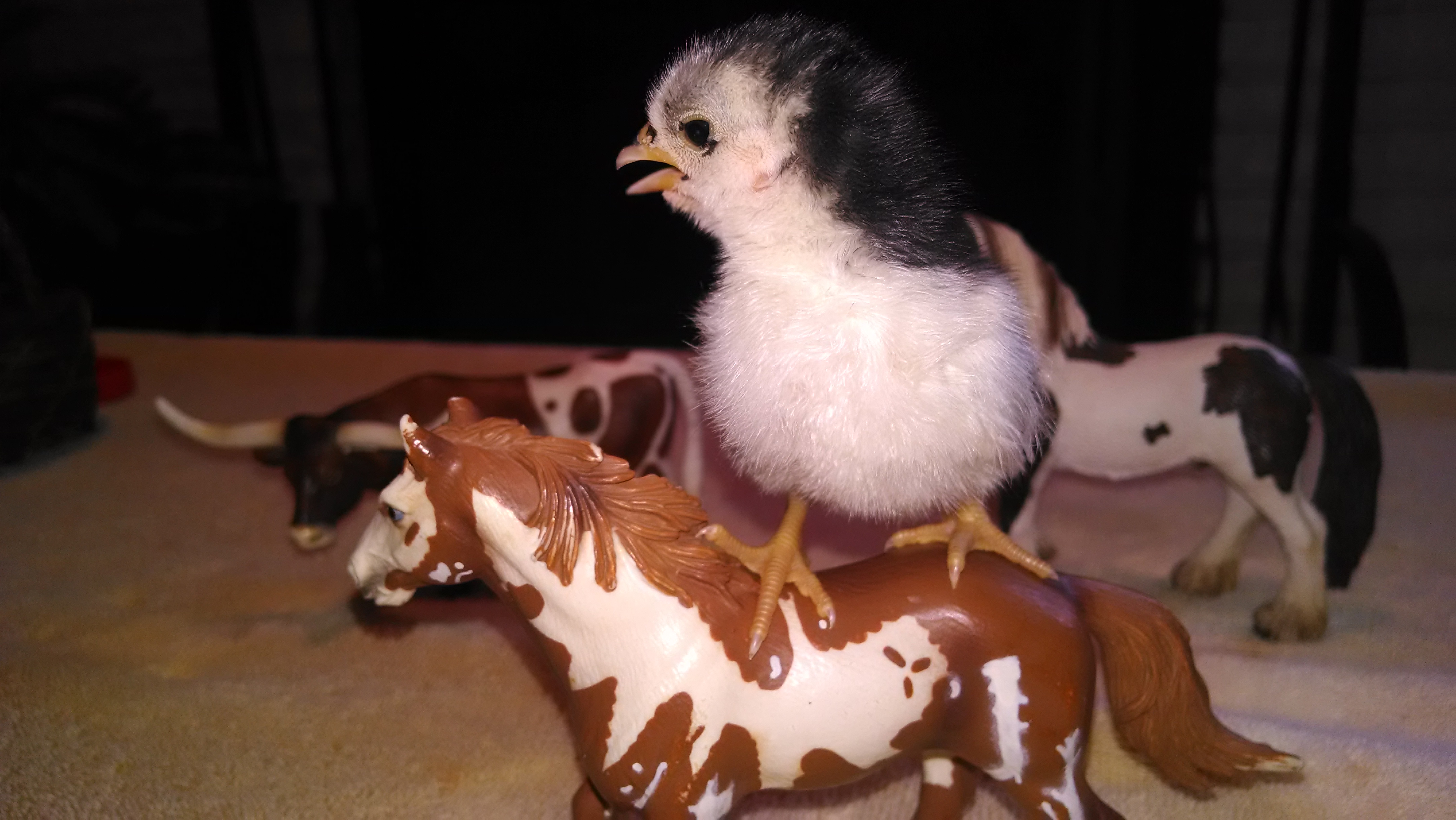 Rodeo Chick.