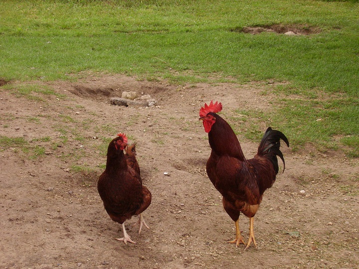 Rodney and Emo Chicken