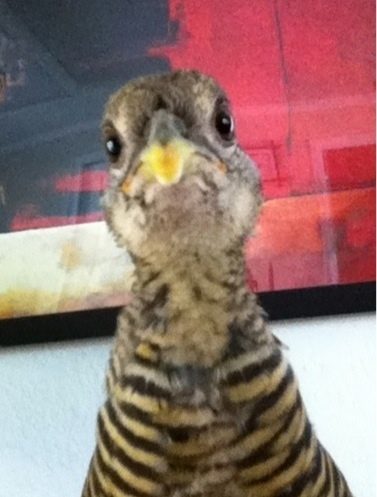 Roe (whoa) first born! House bred, now rules the Aviaries with her quail bodyguards, funniest thing to see, male quail, multiple, pave the path for her, test her food, make sure she gets to sit where she wants etc... In a three Aviary system with about 50 birds, she is Queen.