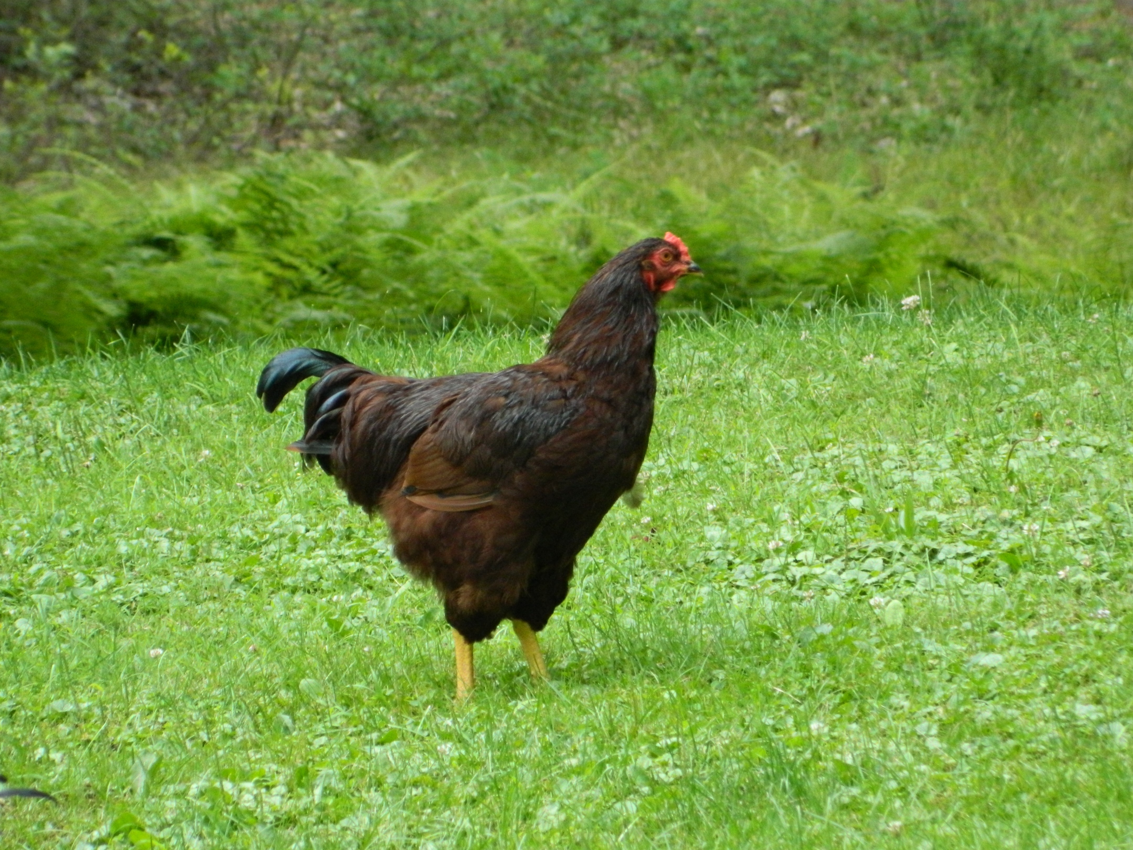 Roger--almost 4 mos old