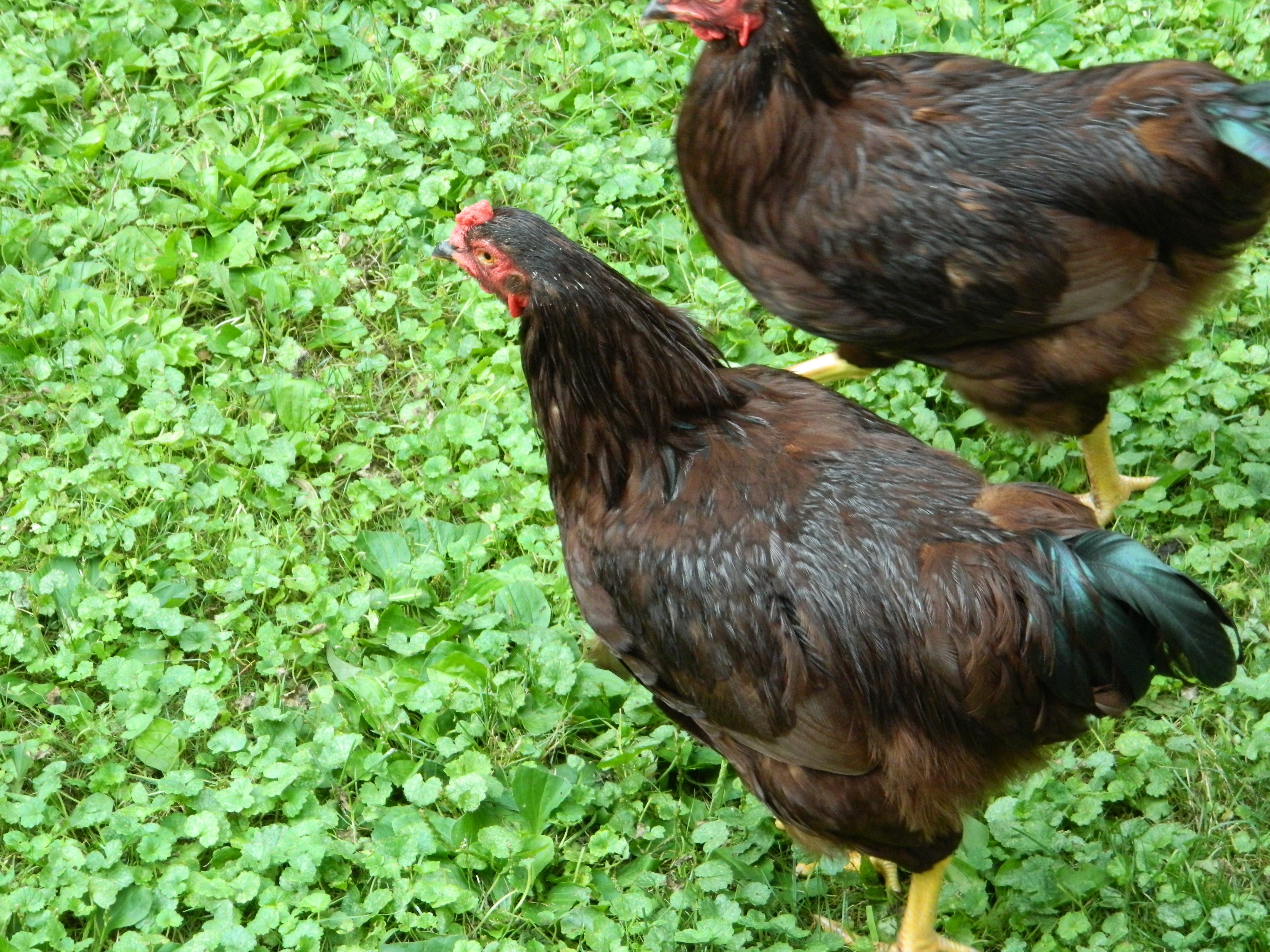 Roger and Bill (up top)