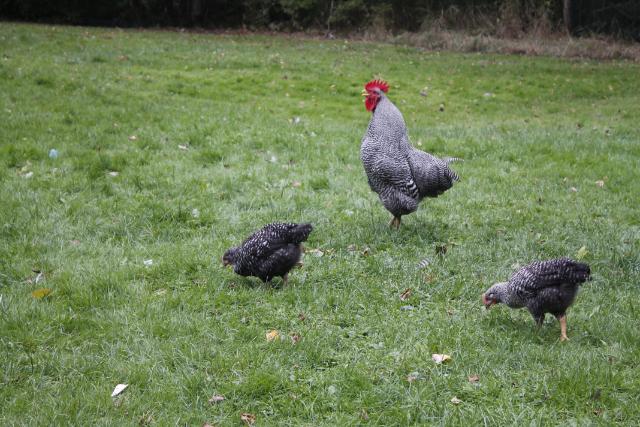 Roger crowing up a storm.