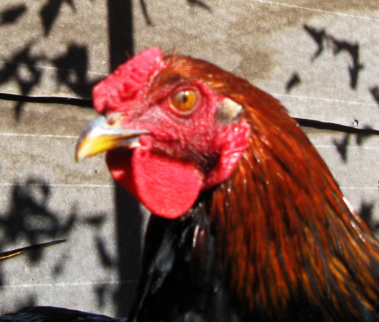 Rojo.  My rare, exotic free chicken as Murray McMurray said.  No idea what he is.