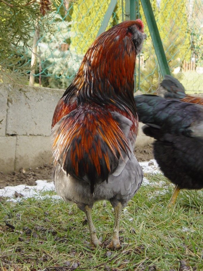 Rokoko the Rooster