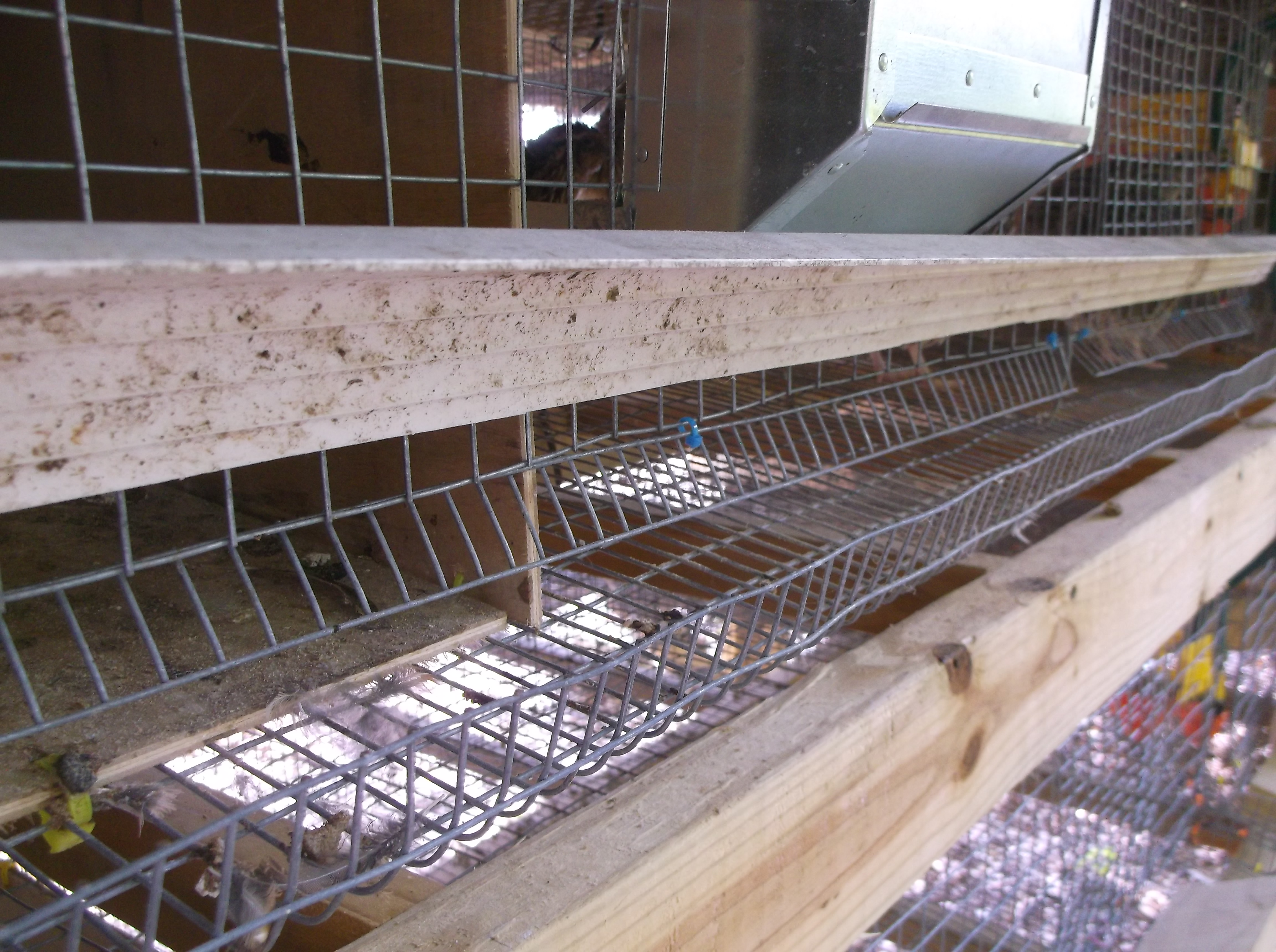 Roll out egg tray and cover