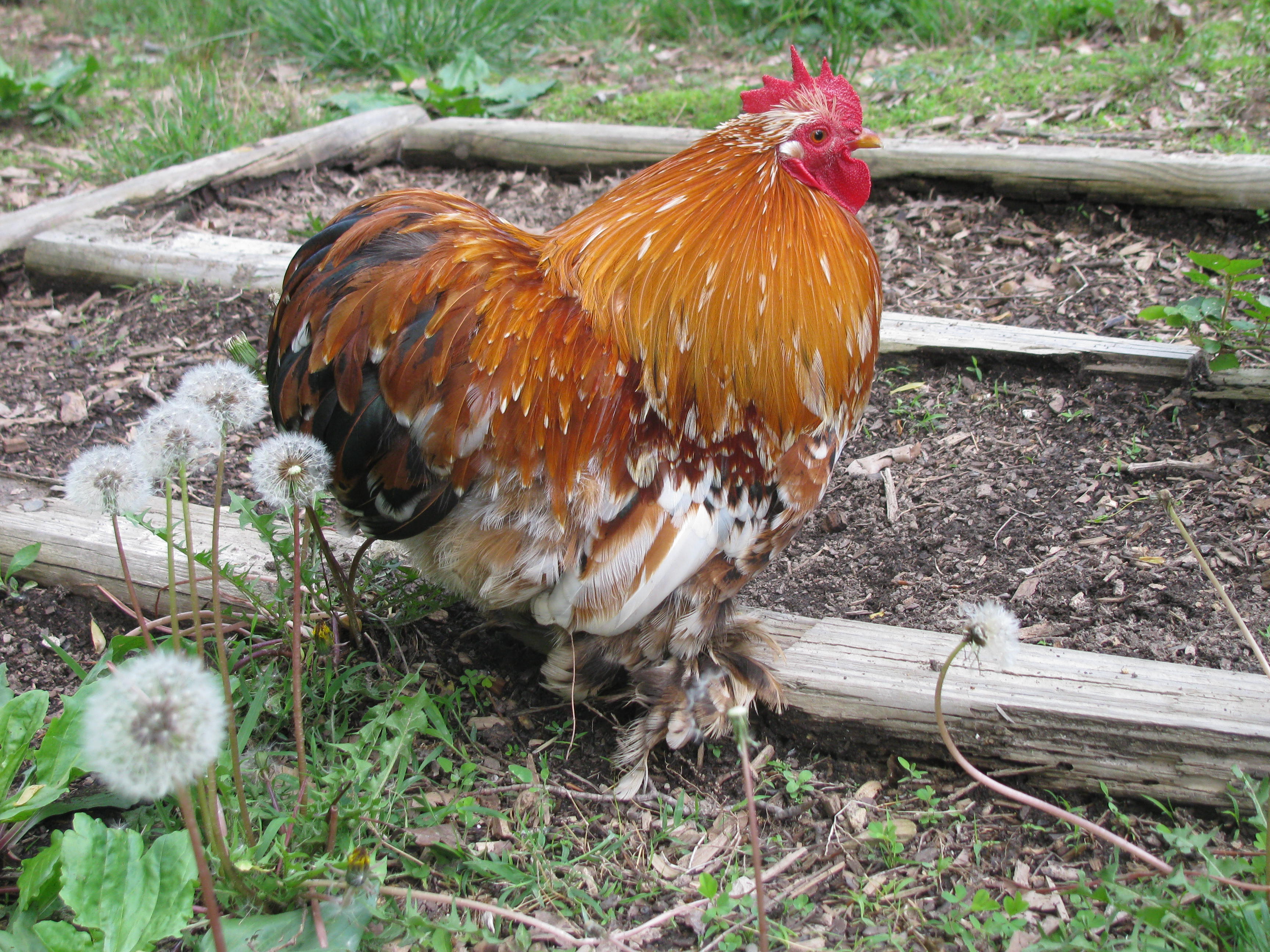 Romeo (7 May 2013)