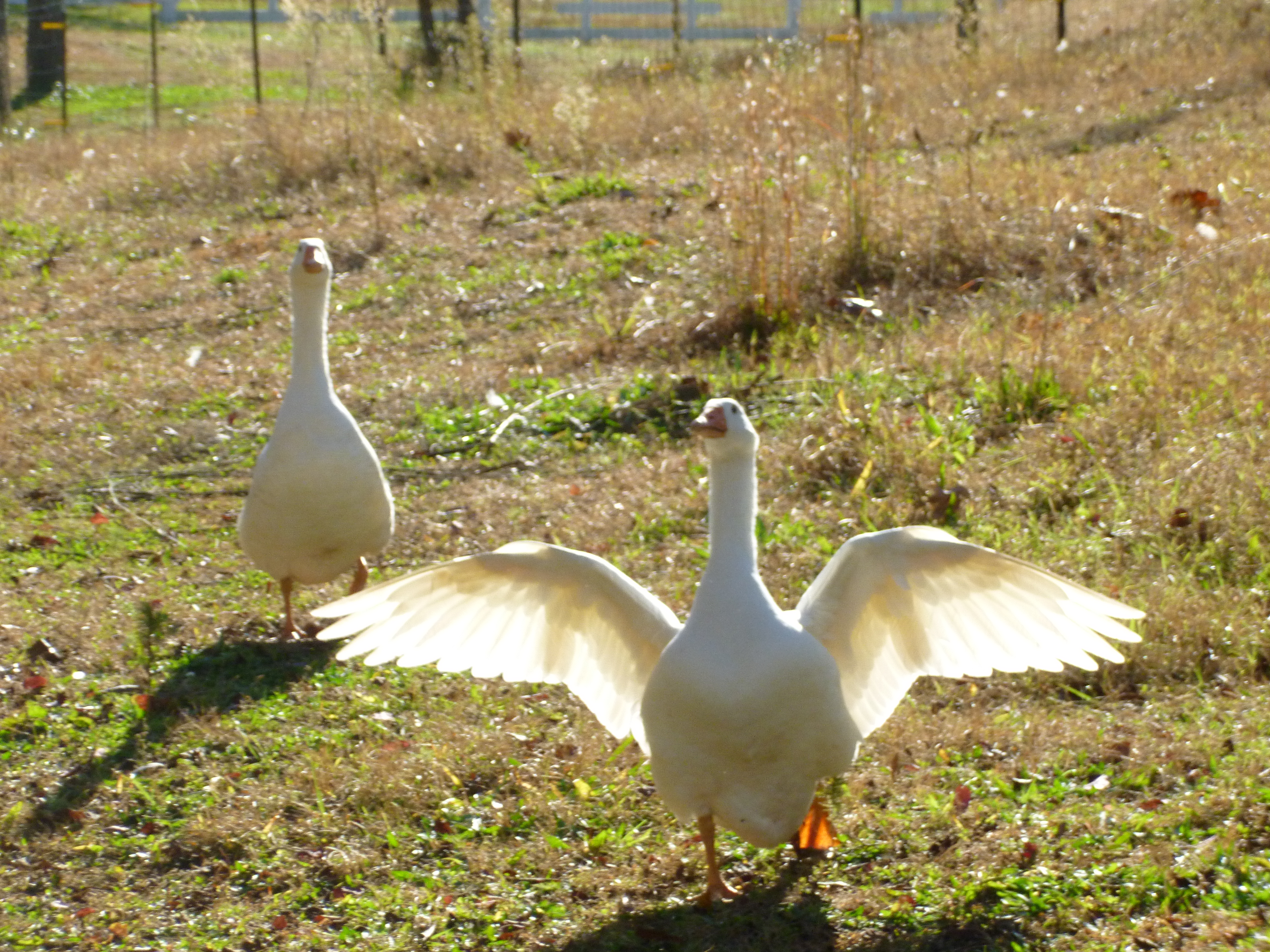 Romeo and Juliette... our Embden geese pair