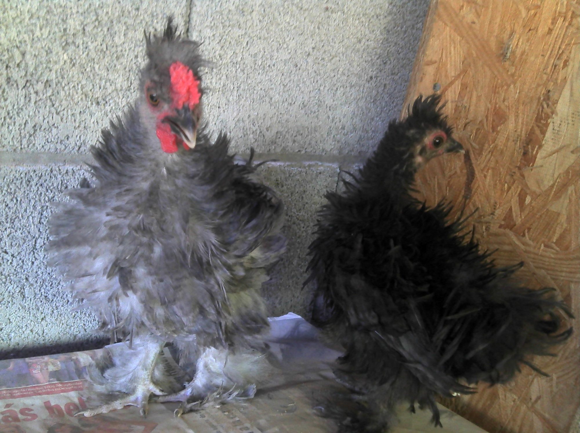 Romeo and julio. Julio was sold to me as a pullet, i had named her Juliet until he started to crow a week ago, lol... I changed his name to Julio...