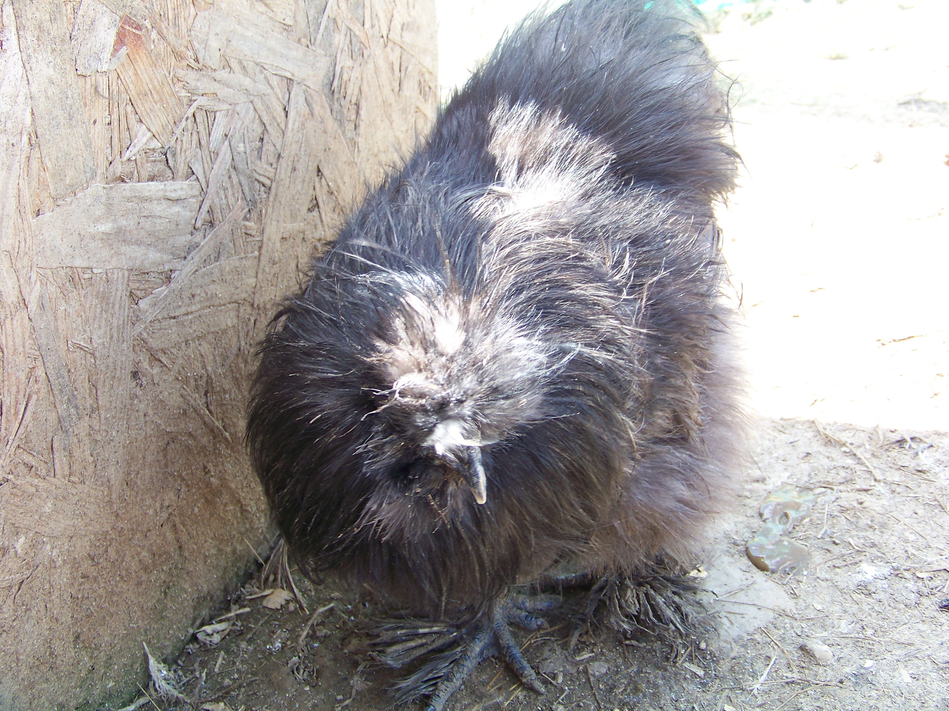 "Romeo" - black (actually incredibly dark blue) Silkie rooster. He used to be head roo until Buffy grew up, now he's the lowest roo in the pecking order. Hard to get a pic of him with his head up now, bless his heart. He's actually extremely handsome when he's cleaned up and proud of himself, and beautiful quality.