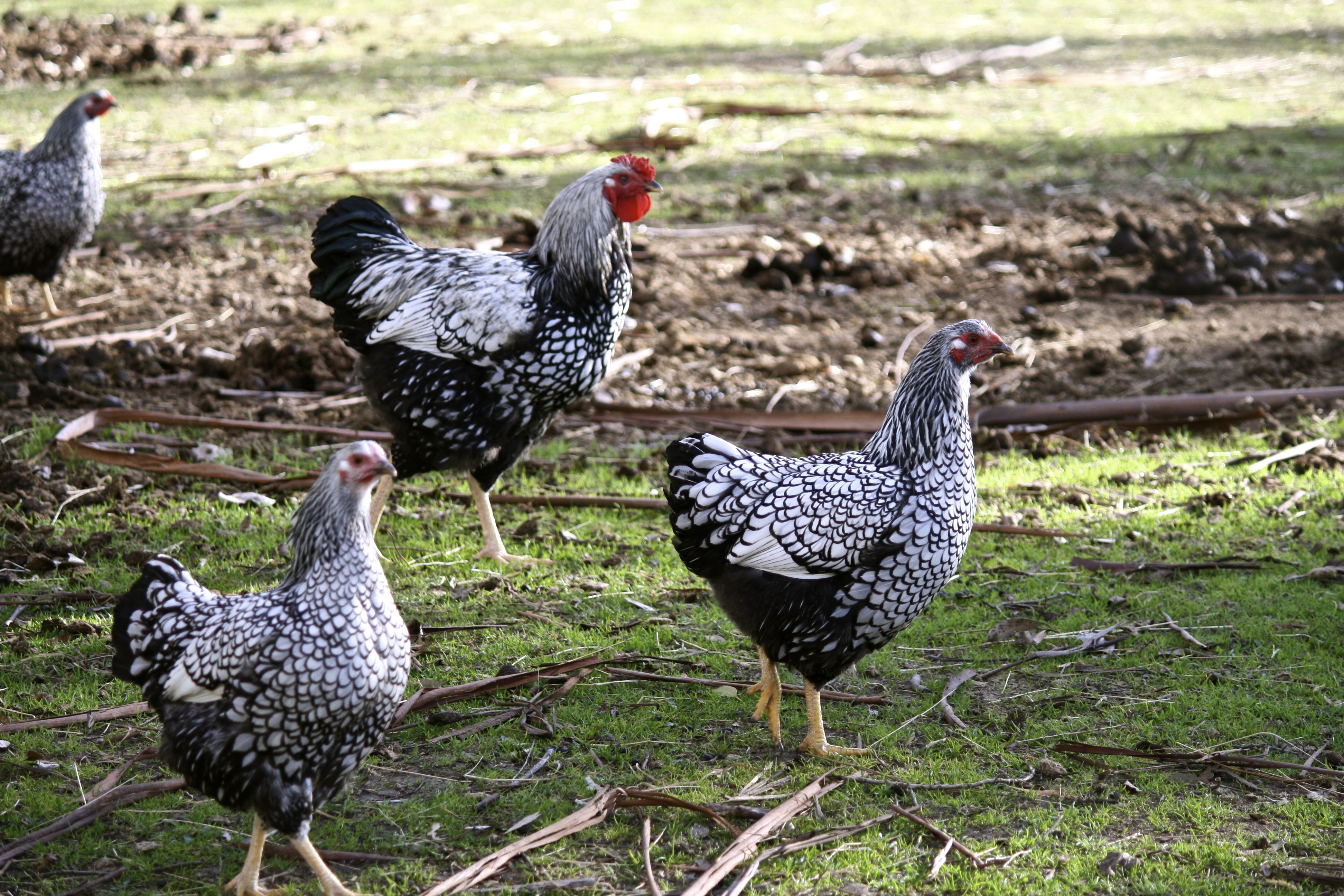 Romeo & Juliet 1,2,3