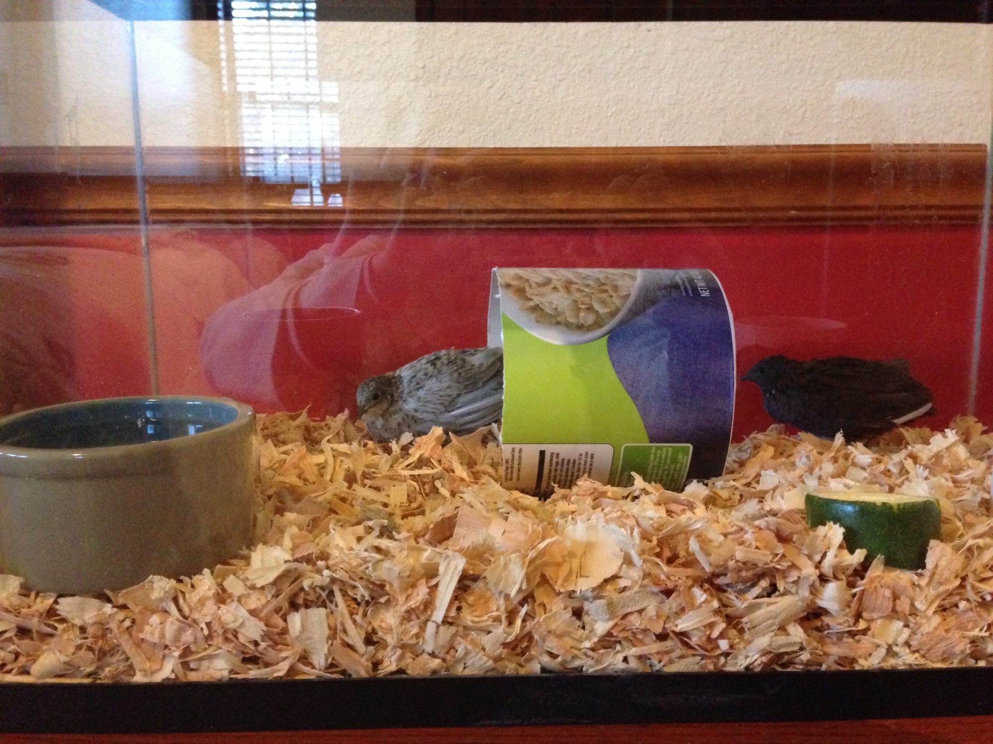 Romeo & Juliet--our 3rd pair of buttons