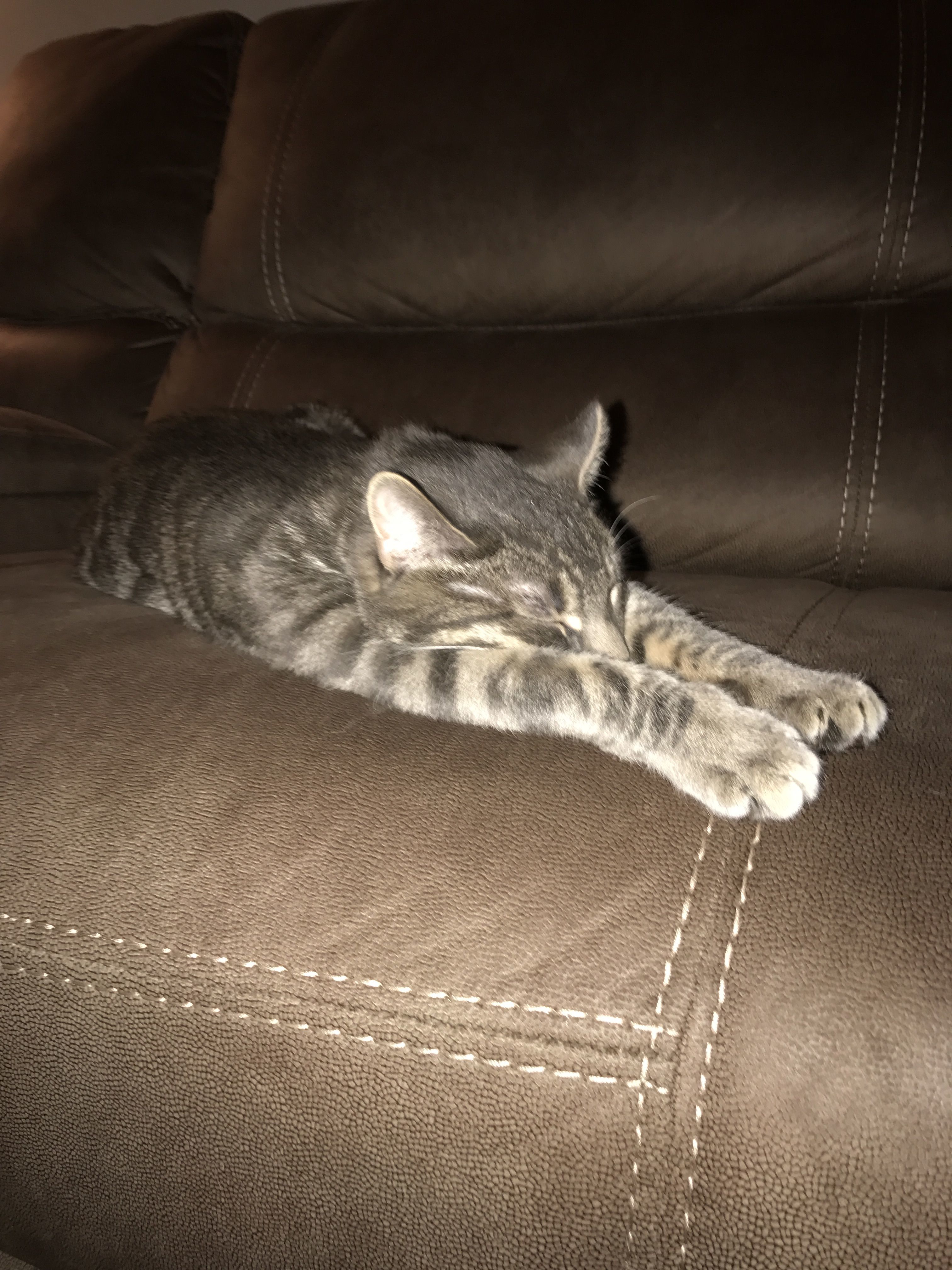 Romeo the cat