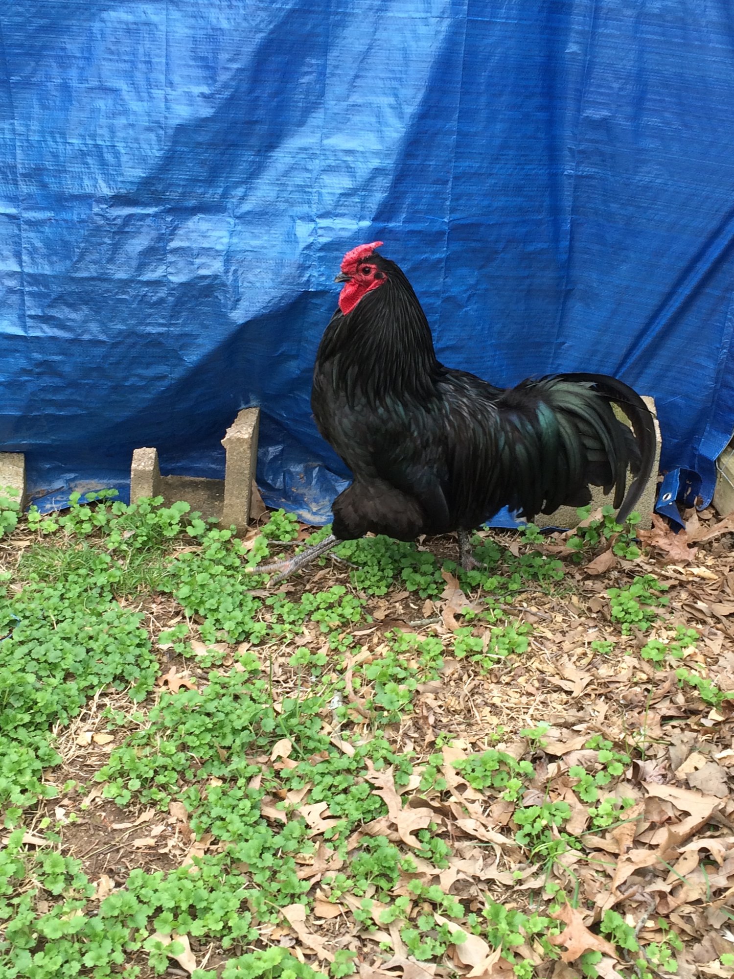 RON F1 Dominque X Black Australorp