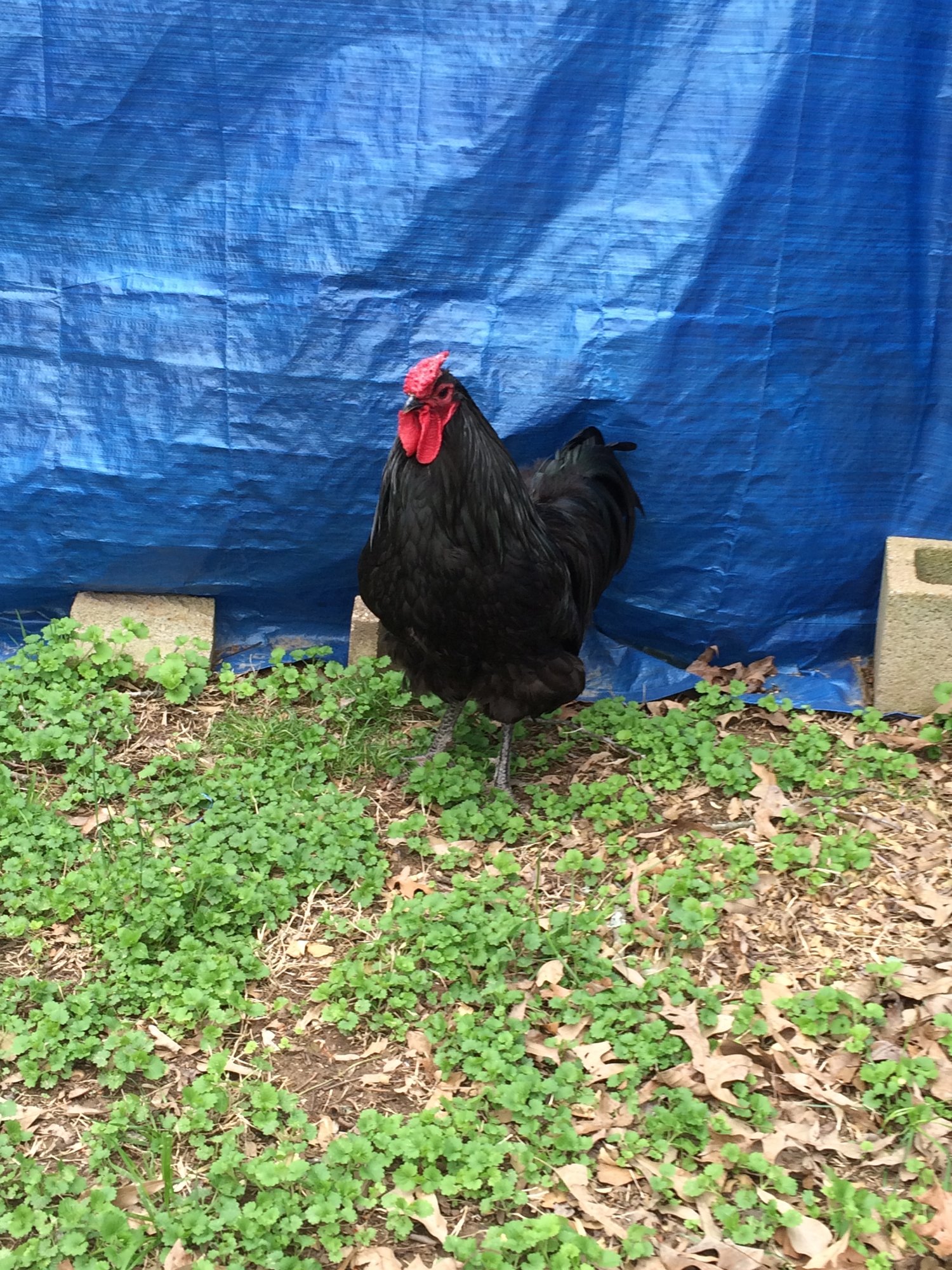 RON F1 Dominque X Black Australorp