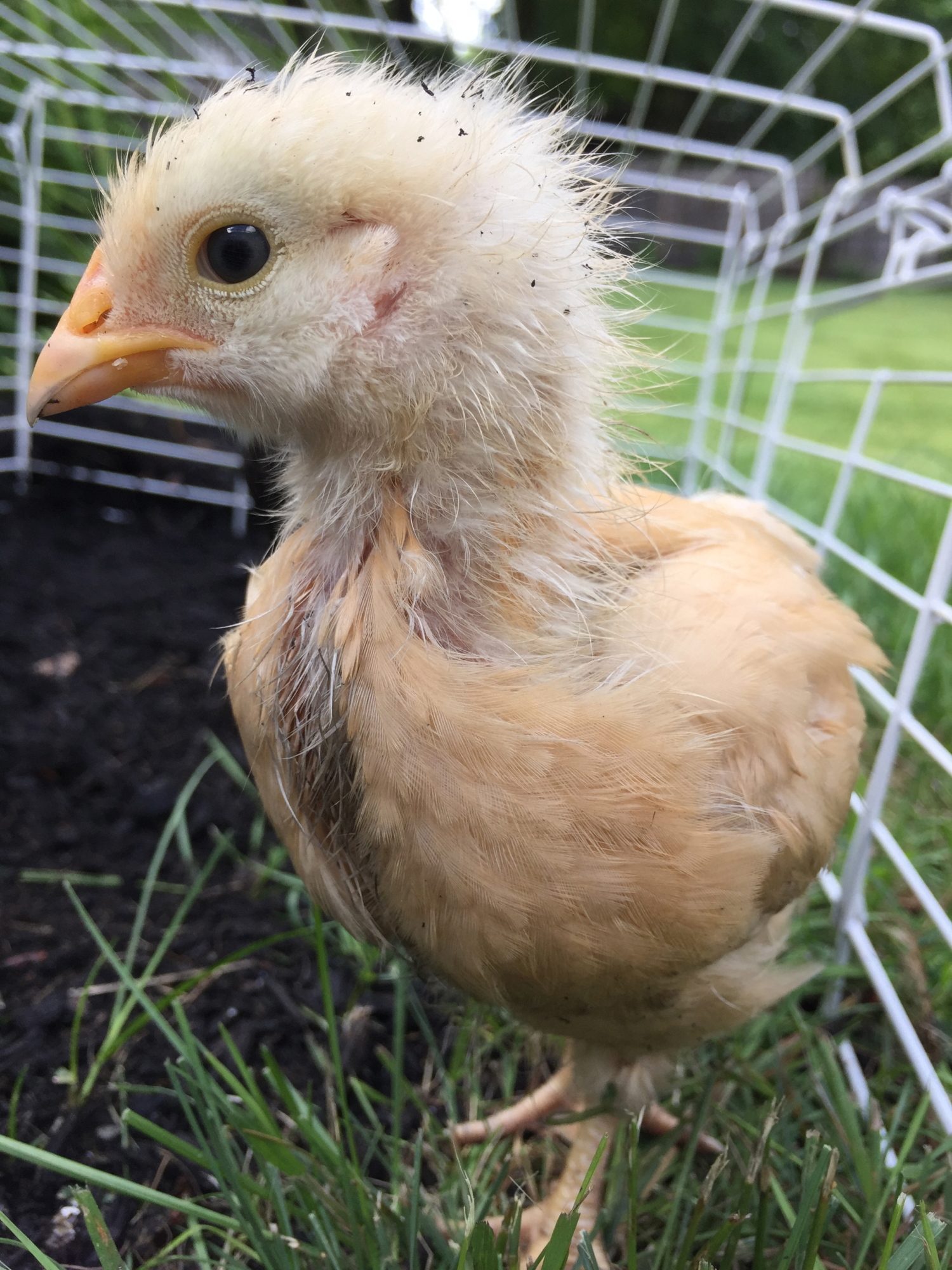 Ronda- Age 2 weeks