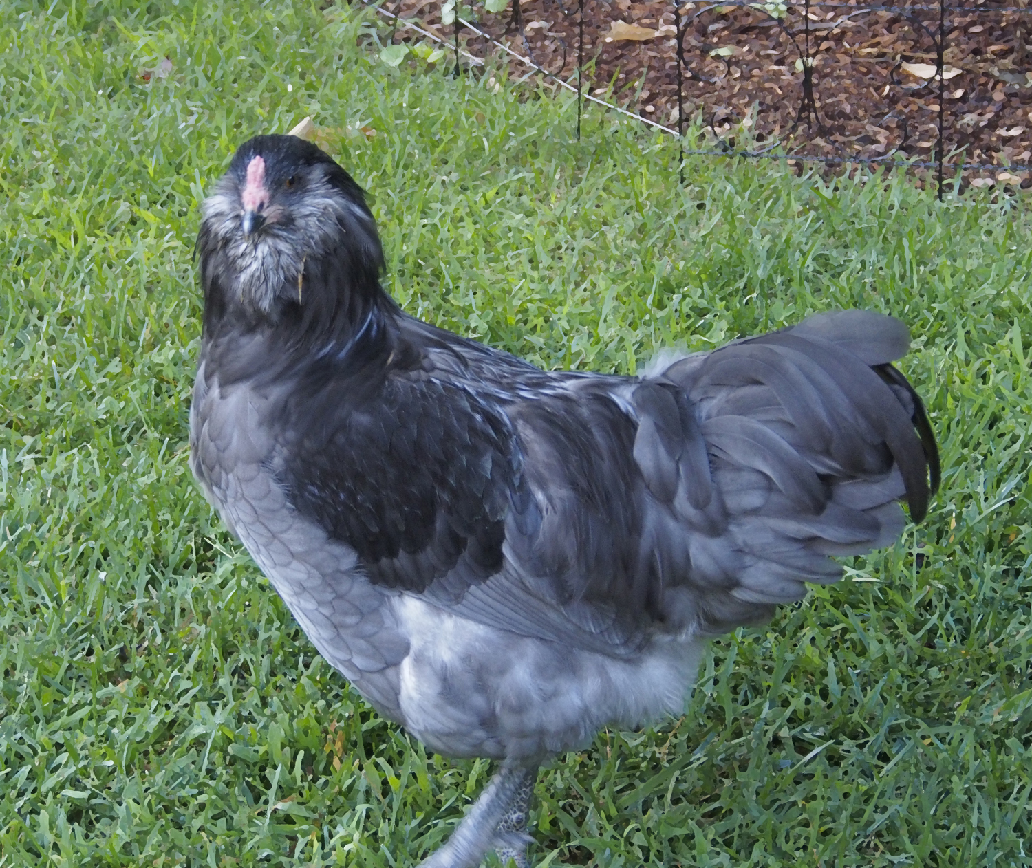Roo #2 5+1/2 months