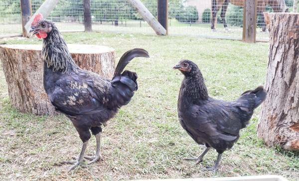 Roo and pullet at 15wks