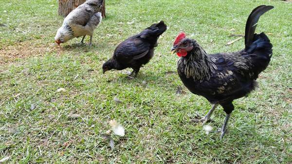 Roo and pullet at 16wks