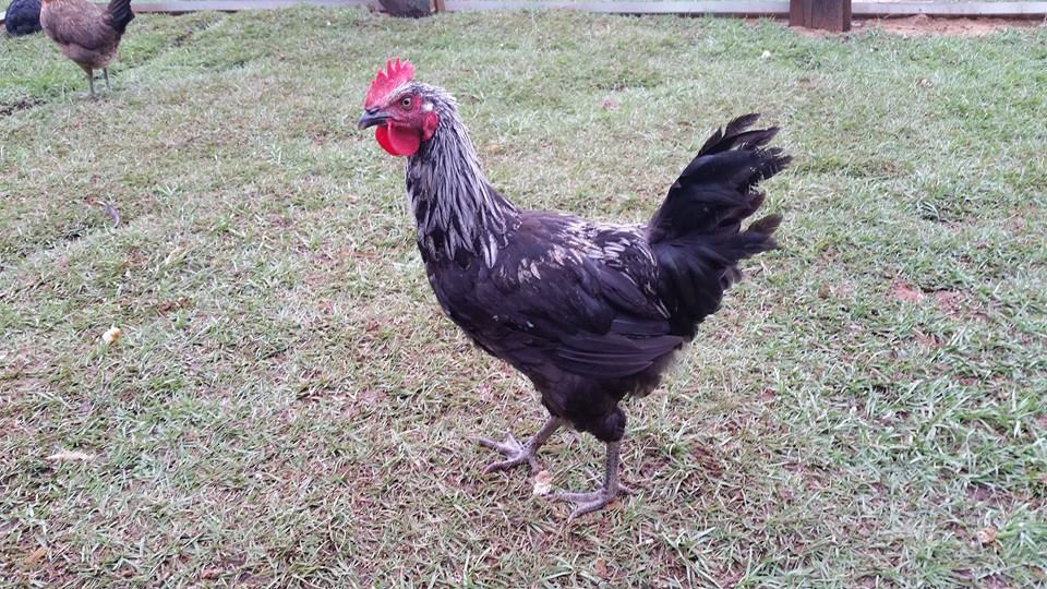 Roo at 15wks