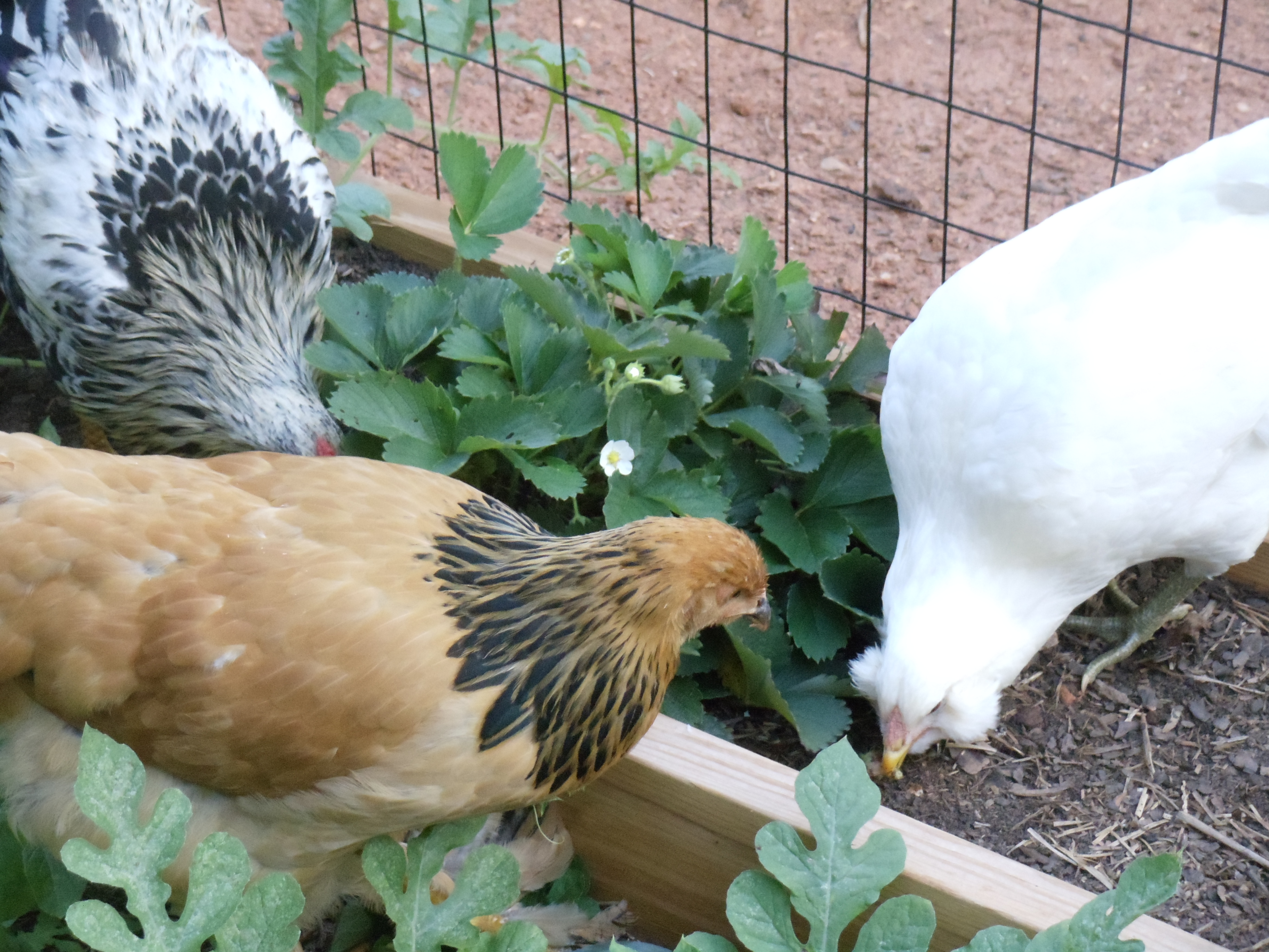 Roo, Bella, and Alice helping themselves.
