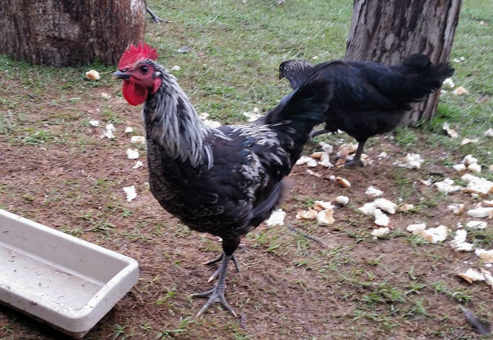 Roo & pullet at 16wks