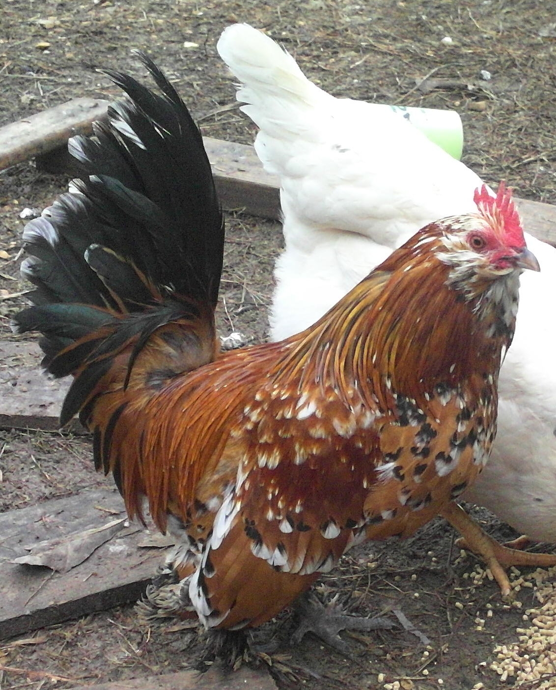 Roo Roo, my mille fluer de'uccle roo