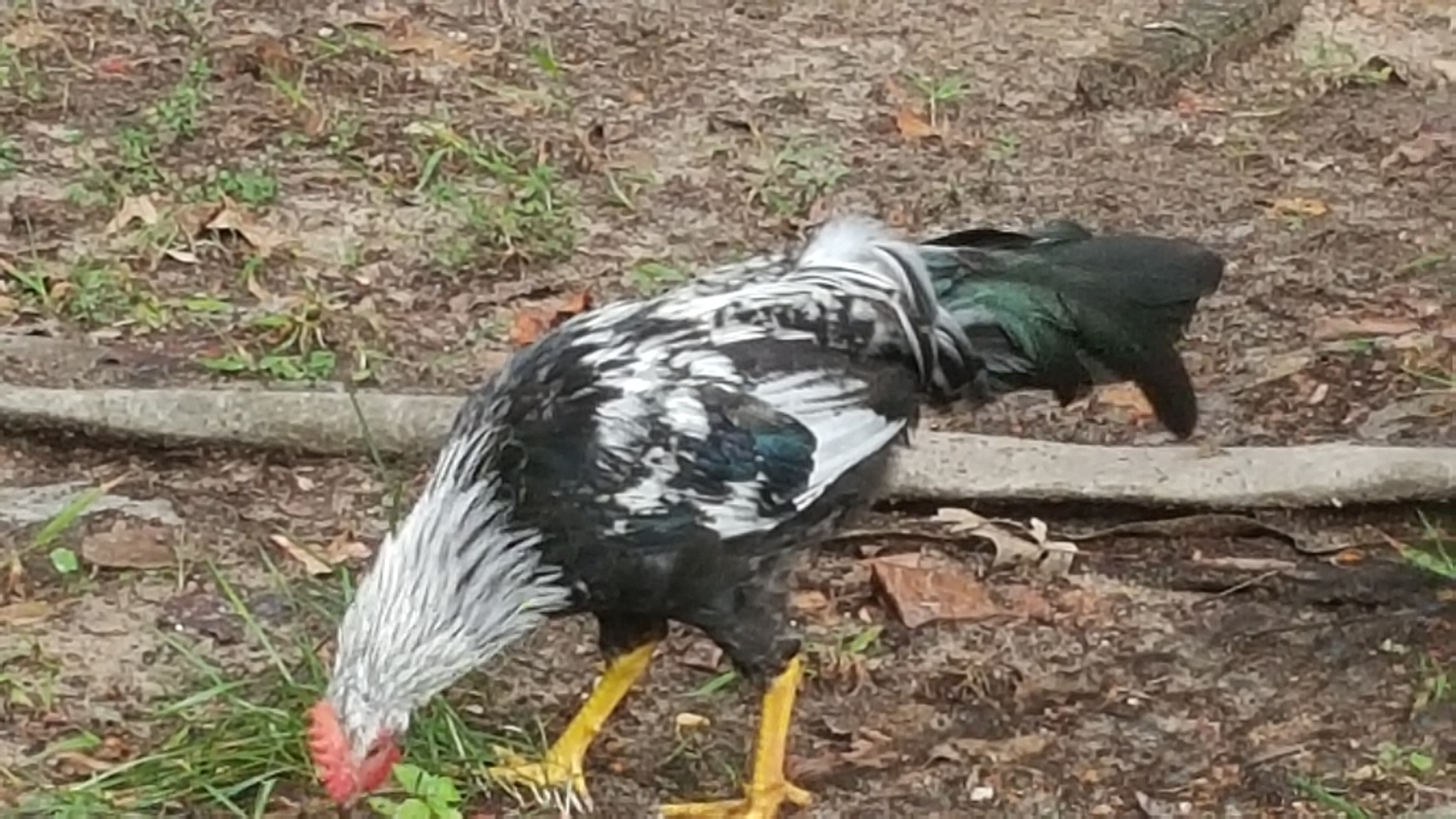Roo, the rooster