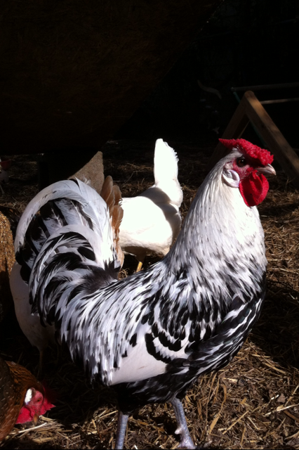 Roo.  Thurston Howell III