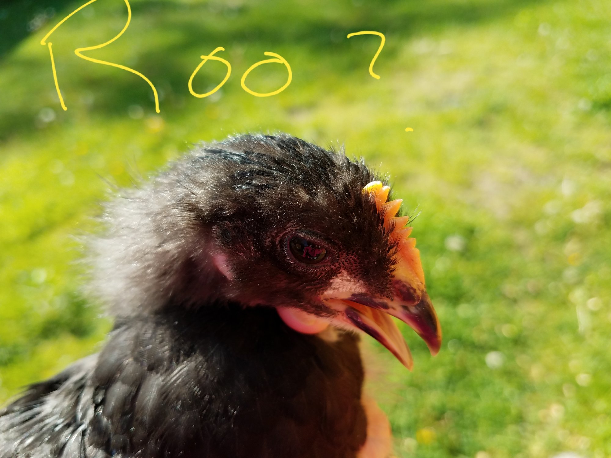 Roo?