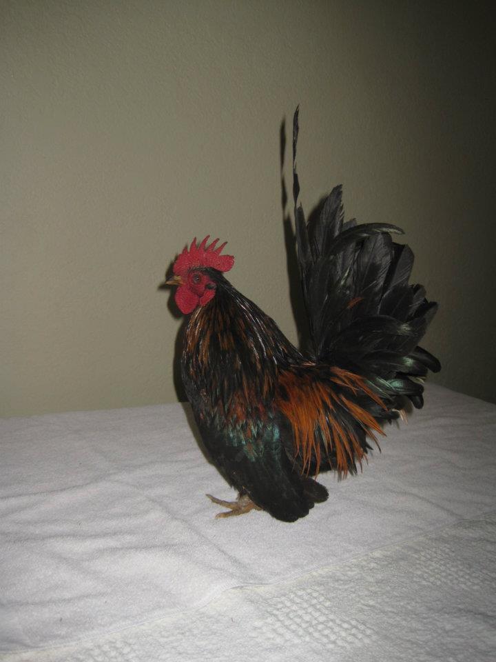 roo1.jpg