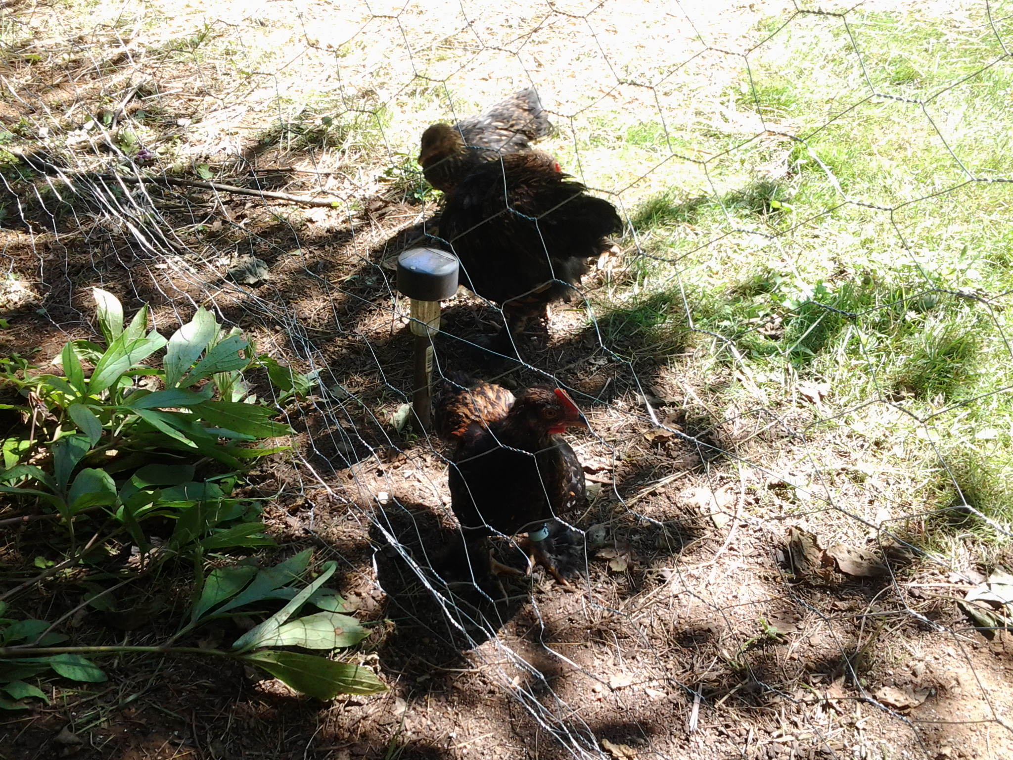 Roody in background, Early in foreground