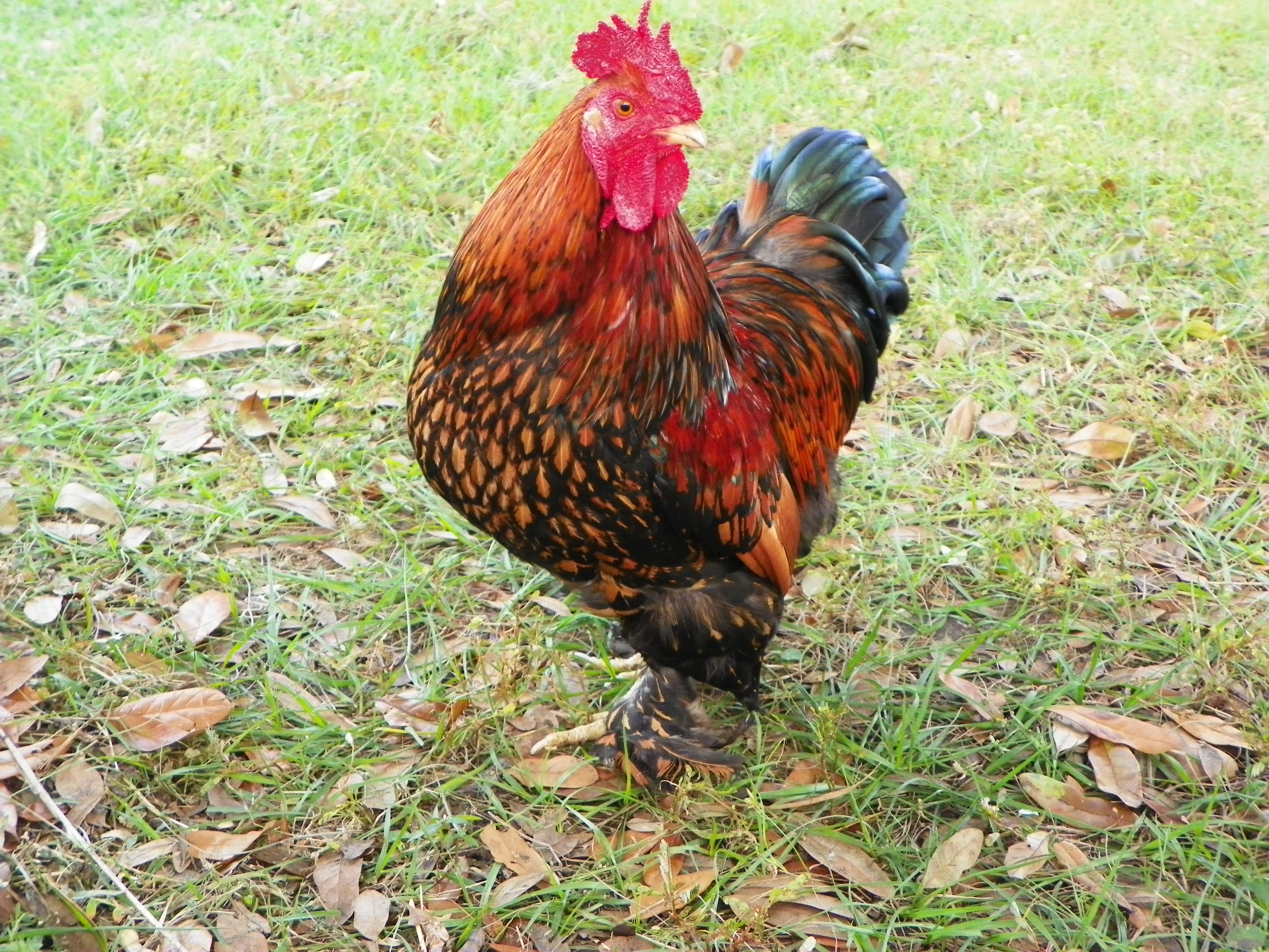 Roody - Love this boy....just not show quality...