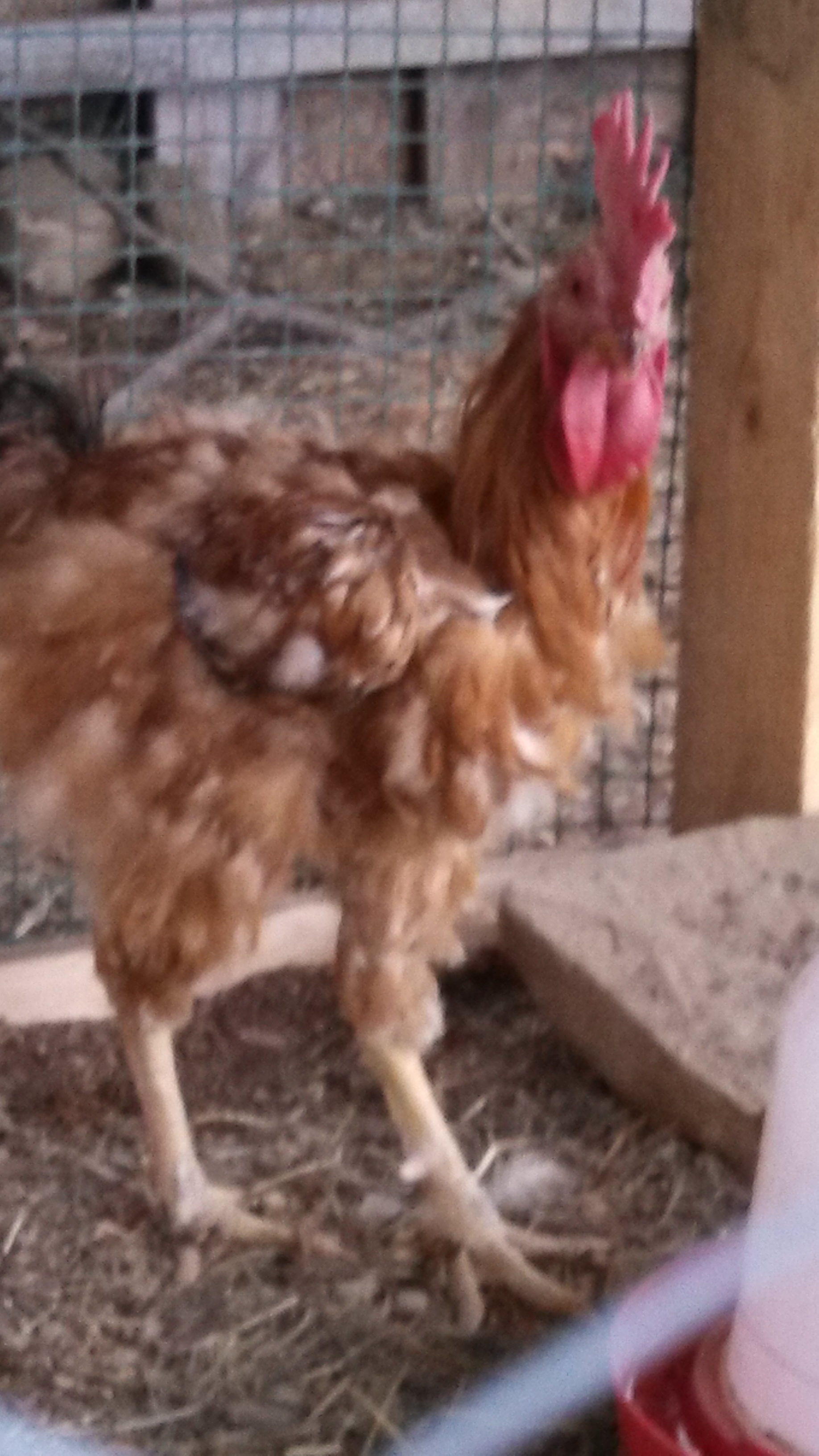 Roody....my rescue. His feathers are finally coming in!