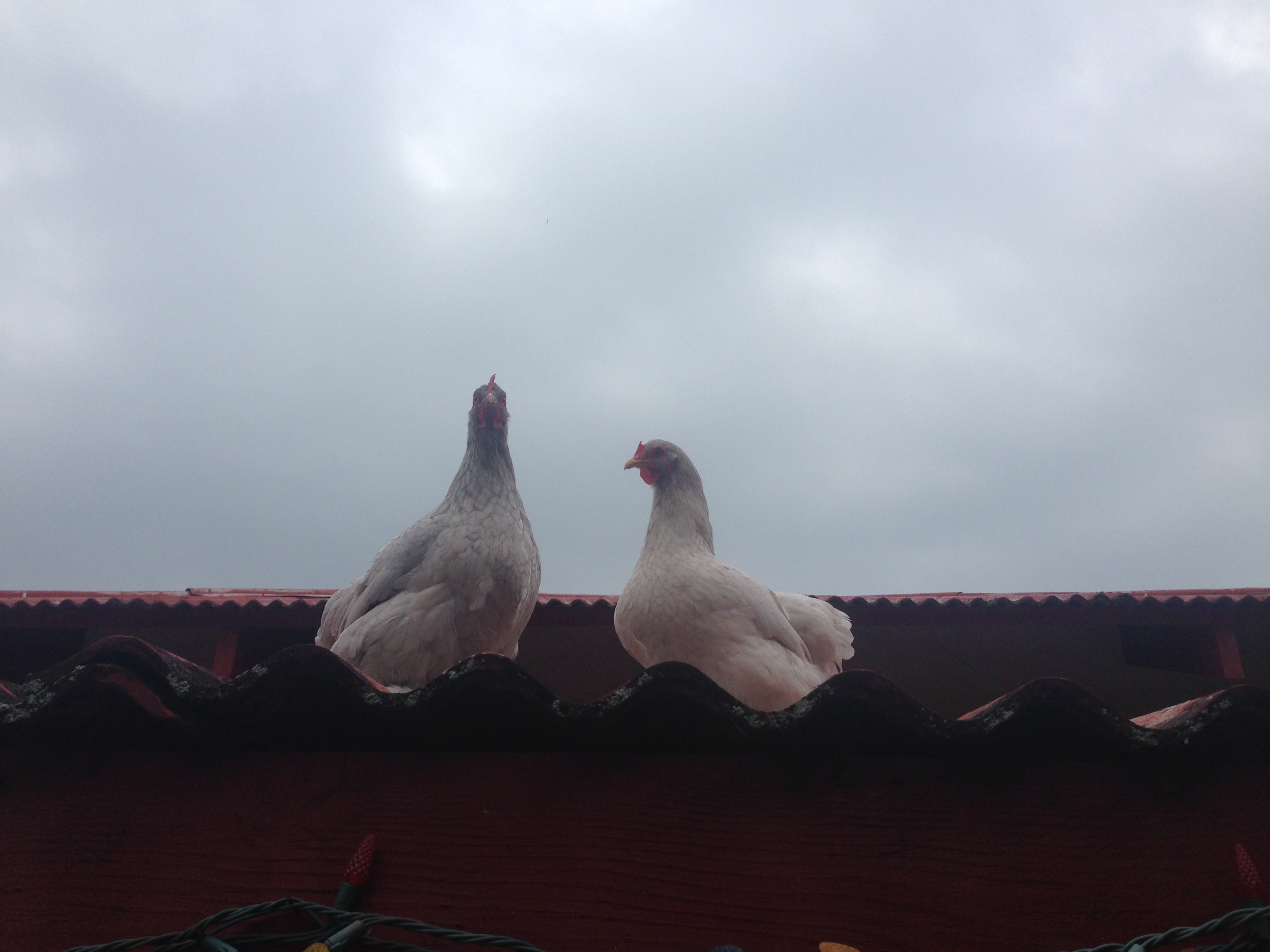 Roof Chicks